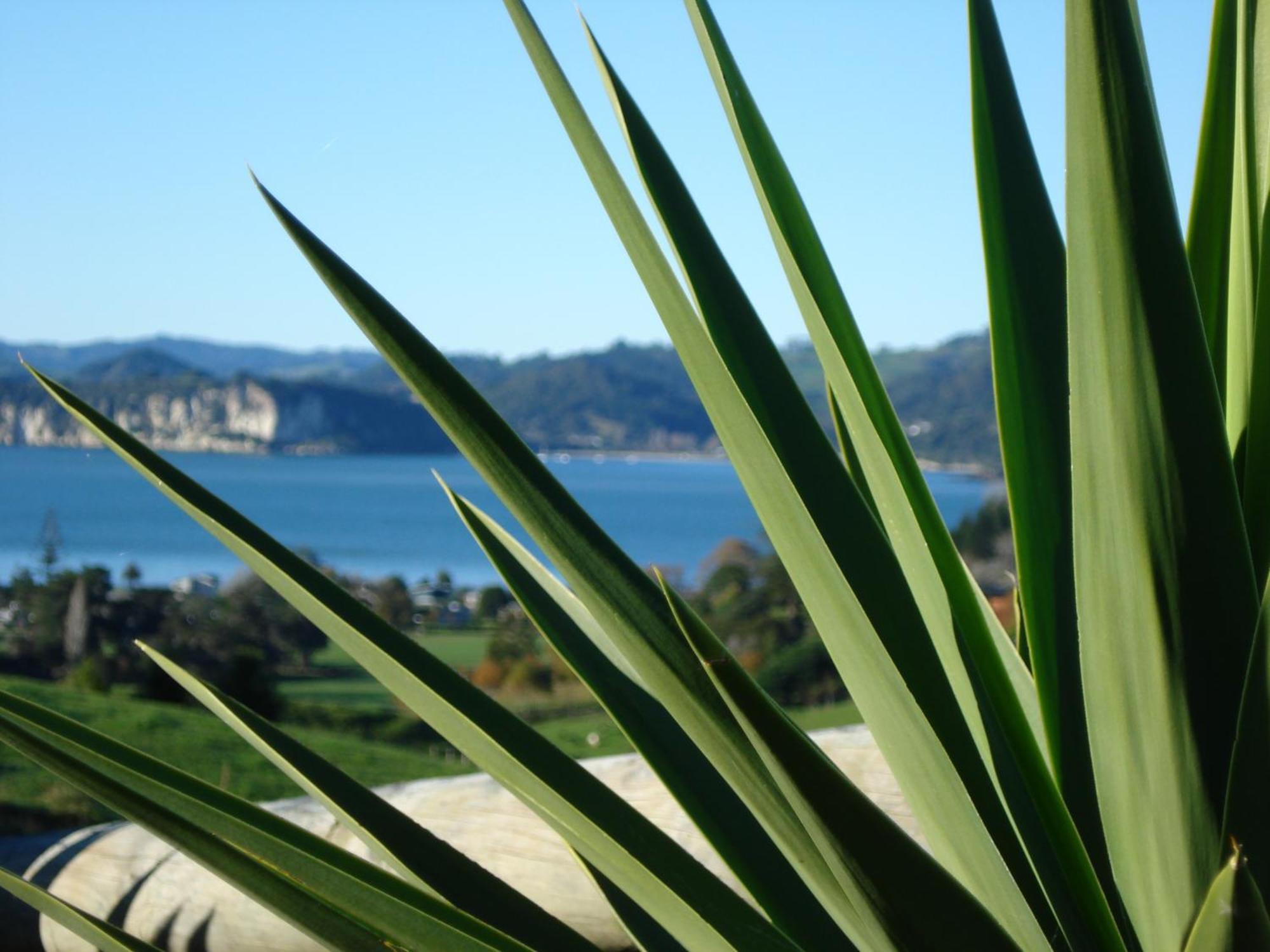 Ohuka Place Homestay Whitianga Exteriör bild